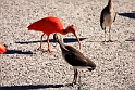 ibis IMG_6635